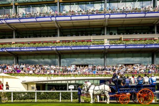 Ascot - Parade Ring